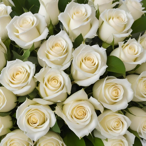 100 White Roses | Bulk Roses by Arabella Bouquets | Real Fresh Flowers for Delivery, Gift for Birthday Women, Congratulations, Anniversary, Thank You, Mother's Day